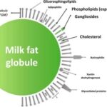 Milk Fat