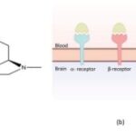 Opioid Peptides in Milk