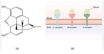 Opioid Peptides in Milk